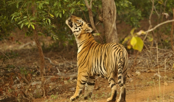 Pench – Tiger’s territory