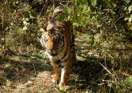 Tiger – Kanha N.P.