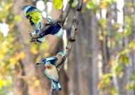 Indian Rollers fighting