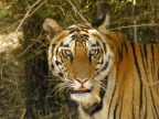 Tiger – Bandhavgarh N.P.
