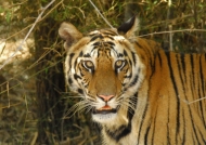 Tiger – Bandhavgarh N.P.