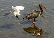 Black Stork & little Egret