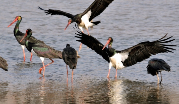 Black Storks