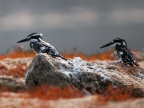 Couple of Pied Kingfishers