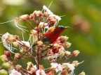 Crimson Sunbird