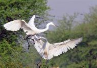 Great Egrets