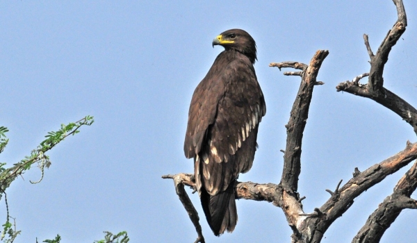 Indian Black Eagle