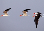 Indian Skimmers