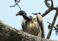 Long-billed Vulture