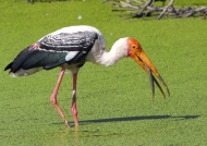 Painted Stork fishing