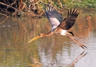 Painted Stork juvenile