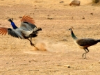 Peafowl-male running away