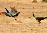 Peafowl-male running away
