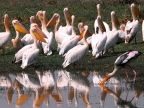 Pelicans & Painted Stork
