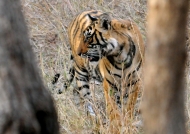 Tiger – Ranthambore N.P.