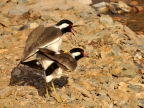 Red-wattled Lapwings