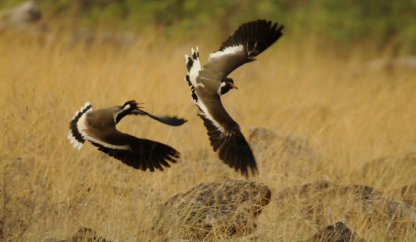 Red-wattled Lapwings