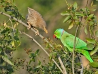 Parakeet & Jungle Babbler