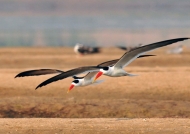 Pair of Indian Skimmers