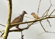 Spotted Dove & Silverbill
