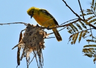 Yellow-browed Bulbul
