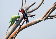 Parakeet meeting Kingfisher