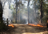 Fire to clean Kanha N.P. track