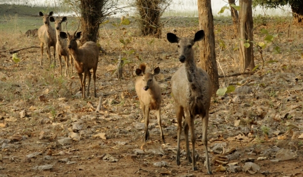 Sambar Deers