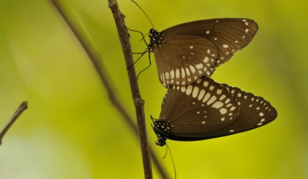 Mating of Common Crow Butterflies