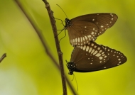 Mating of Common Crow Butterflies