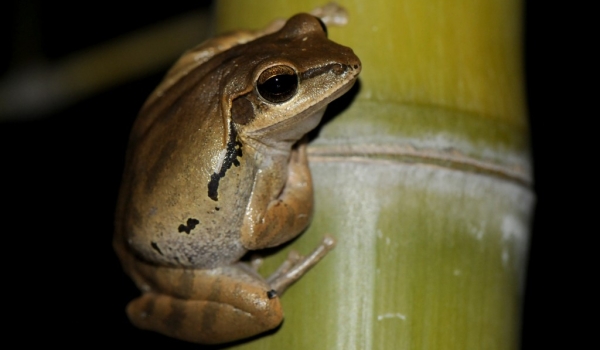 Common Indian Tree Frog