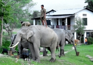 Taking care of elephants