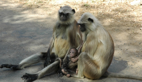 Couple with baby Langur