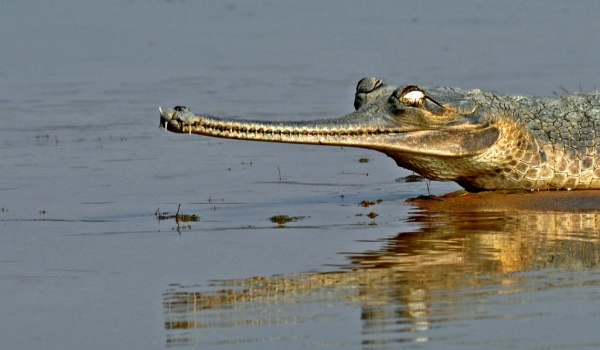 Gharial in Chambal River