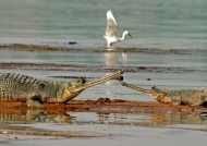 Gharials in Chambal River