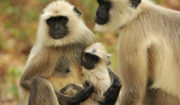 Couple Langurs with baby