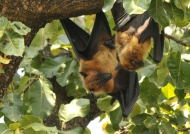 Indian Fruit Bat
