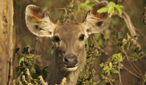 Sambar Deer f.