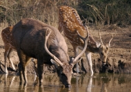 Sambar & Spotted Deers