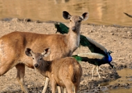 Sambar Deer & his baby