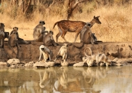 Spotted Deer with Langurs