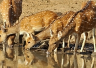 Spotted Deers