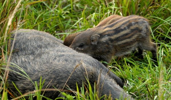 Wild Boars – Babies