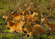 Swamp Deers