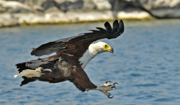 African Fish Eagles