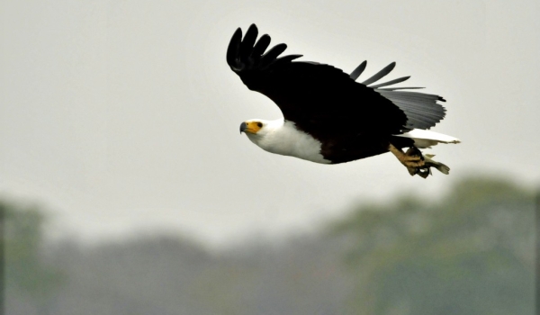 African Fish Eagle with a fish