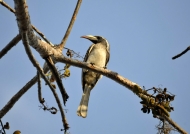 African Grey Hornbill – f.