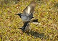 African Pied Wagtails