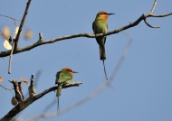 Couple of Böhm’s Bee-eaters