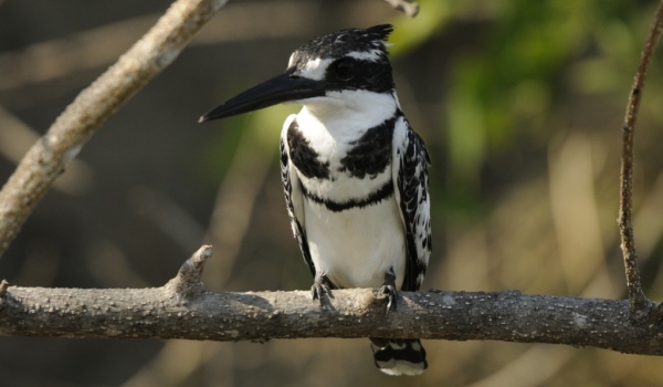 Pied Kingfisher – male